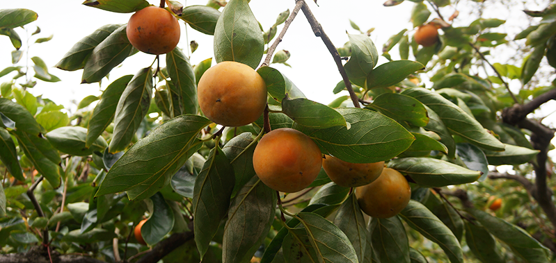 井上果樹園で栽培するのは、こいひめと富有柿の2種。